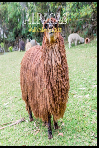 Alpacas Wall Calendar 2021