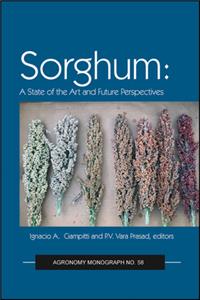 Sorghum