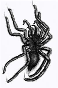 Vogelspinne