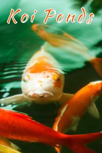 Koi Ponds