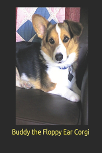 Buddy The Floppy Ear Corgi