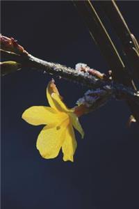 South Carolina State Flower - Yellow Jessamine Journal