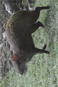 Central American Agouti Journal