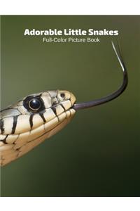 Adorable Snakes Full-Color Picture Book