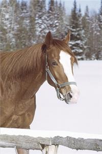 2020 Weekly Planner Horse Photo Equine Winter Horse Snow 134 Pages