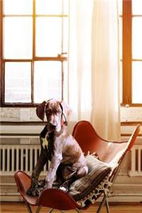 Dog On A Chair Notebook