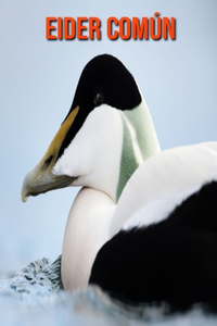 Eider común