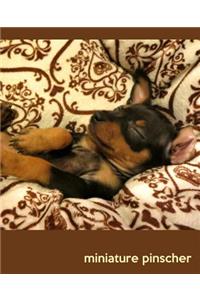 Miniature Pinscher