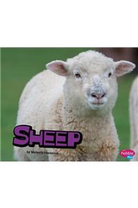 Sheep