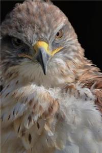 Ferruginous Hawk Journal