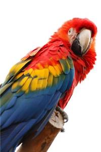 Macaw Journal