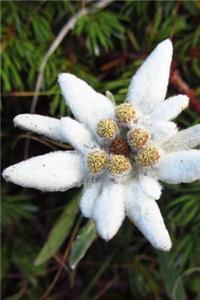 A Lovely White Alpine Star Edelweiss Mountain Flower Journal