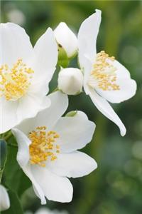 White Jasmine Flower Journal