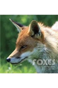 Foxes Calendar 2019
