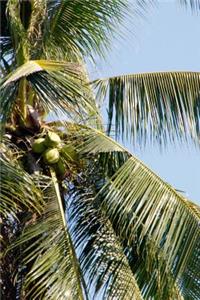 Coconut Palm Tree in Hawaii Journal