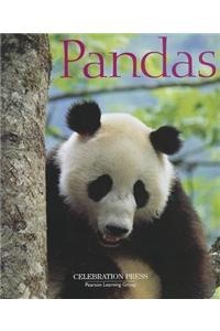 PE USA Chatterbox Fl