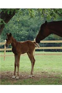 Horse Photo School Composition Book Equine Mare Foal Under Tree