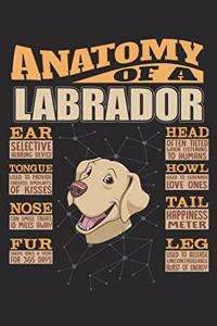 Anatomy Of A Labrador