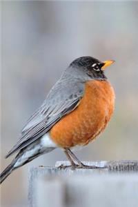Connecticut State Bird - American Robin Journal