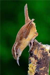 South Carolina State Bird - Carolina Wren Journal