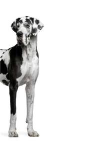 Great Dane