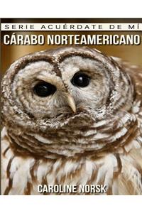 Cárabo norteamericano