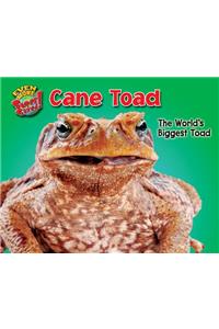 Cane Toad