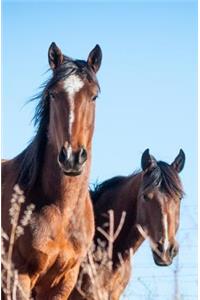 Horse Journal