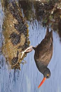 Beautiful Black Oystercatcher Bird on the Shore Journal