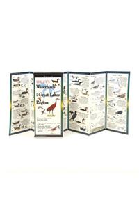 Sibley's Waterbirds of the Great Lakes Region