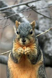 Crafty Squirrel Eating a Nut Journal