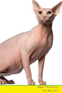 Sphynx Cat Presents