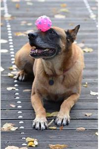 Dog Journal/Notebook
