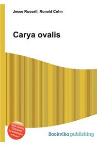 Carya Ovalis