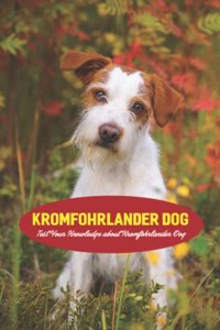 Kromfohrlander Dog