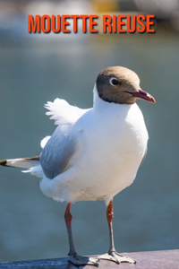 Mouette Rieuse