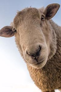 Sheep