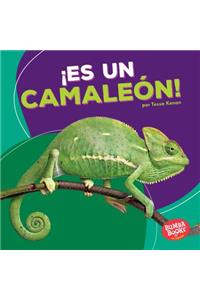¡es Un Camaleón! (It's a Chameleon!)