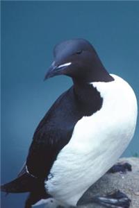 Brunnich's Guillemot or Thick-Billed Murre (Uria Lomvia) Bird Journal: 150 Page Lined Notebook/Diary