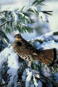 Journal Bird Snowy Evergreen Branch