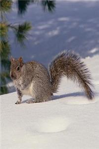 Journal Grey Squirrel Gray In Snow
