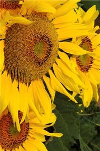 Gorgeous Sunflowers Journal