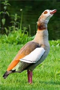 Egyptian Goose Water Fowl Journal