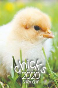 Chicks 2020 Calendar