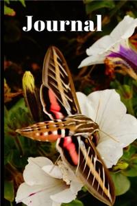 Cute Coral Hummingbird Moth Butterfly Lover's Gift Pretty Journal for Daily Thoughts Notebook Diary for Women & Girls