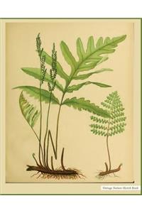 Vintage Nature Sketch Book