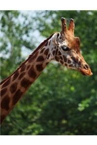 Giraffe Notebook Large Size 8.5 x 11 Ruled 150 Pages Softcover For Home School O