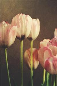 Dutch Tulips