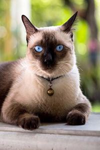 Siamese