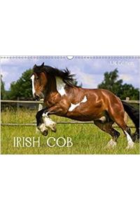 Irish Cob 2018